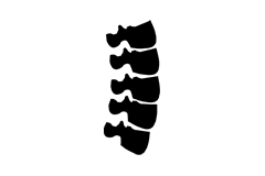 spine
